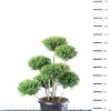 Ilex Crenata 'Green Hedge' - Japanse Hulst multiplauteau