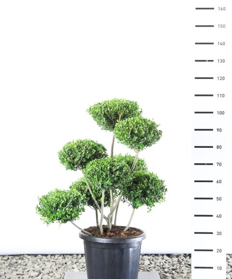 Ilex Crenata 'Green Hedge' - Japanse Hulst multiplauteau