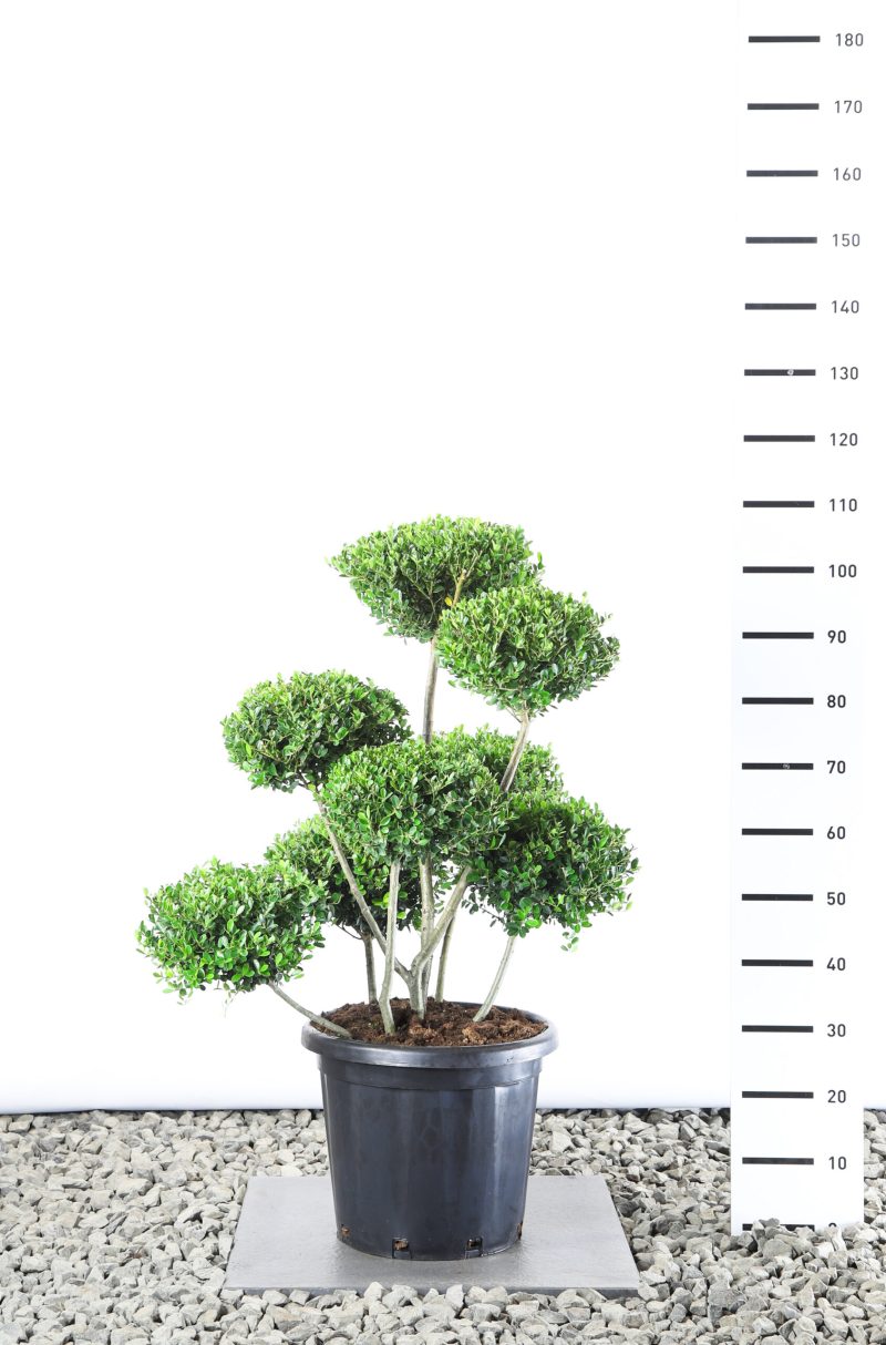 Ilex Crenata 'Green Hedge' - Japanse Hulst multiplauteau