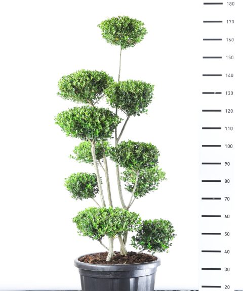 Ilex Crenata 'Green Hedge' - Japanse Hulst multiplauteau breed