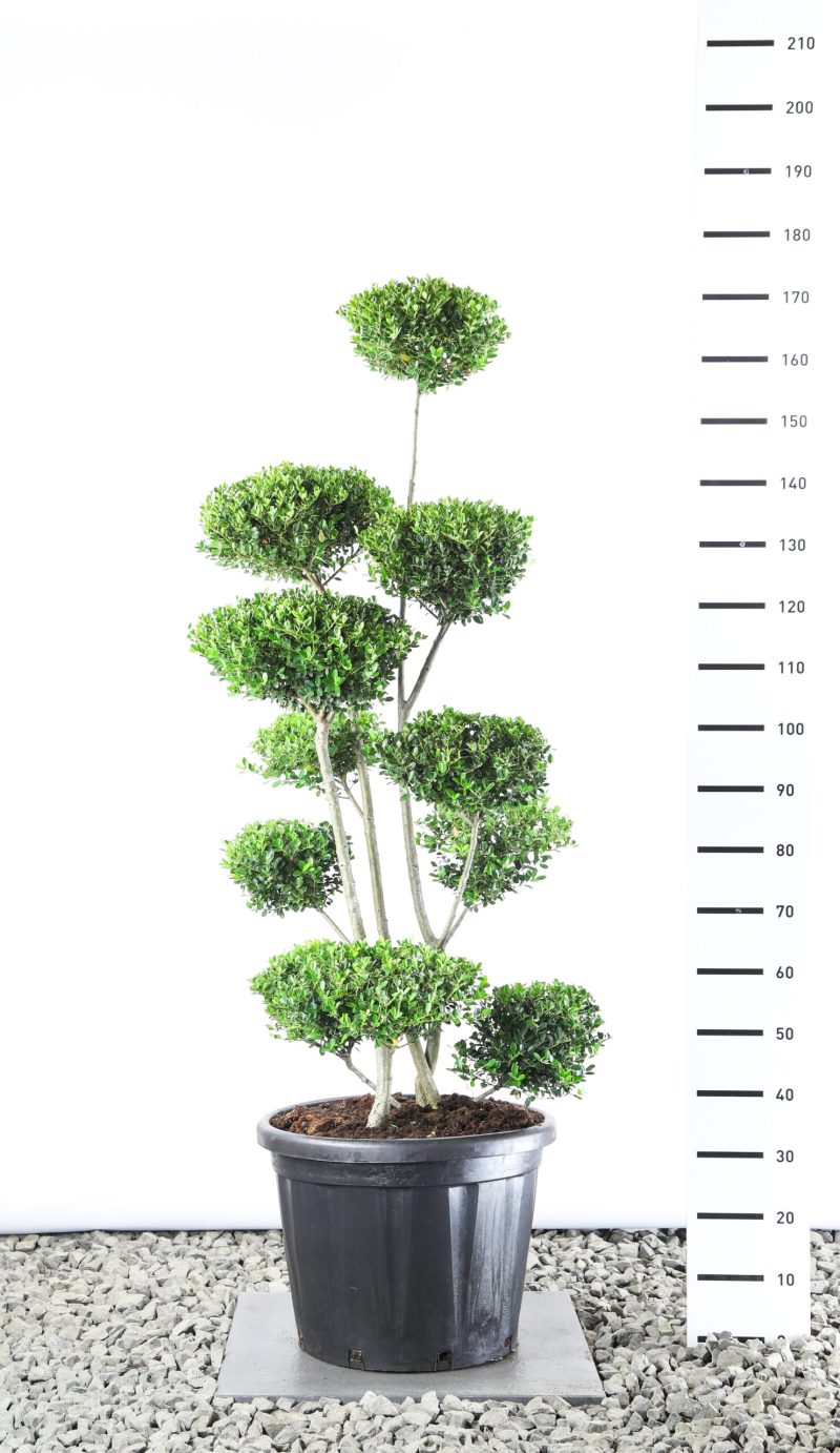 Ilex Crenata 'Green Hedge' - Japanse Hulst multiplauteau breed