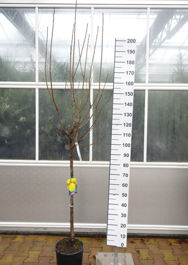 Prunus dom. 'Regina Claudia Gialla verde' - Pruimenboom