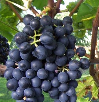 Vitis Vinifera 'Galanth' - Druif