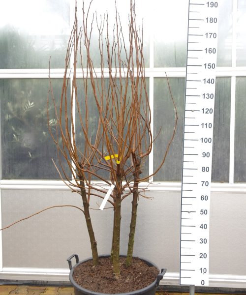 Diospyros Kaki 'Tipo' meerstammig
