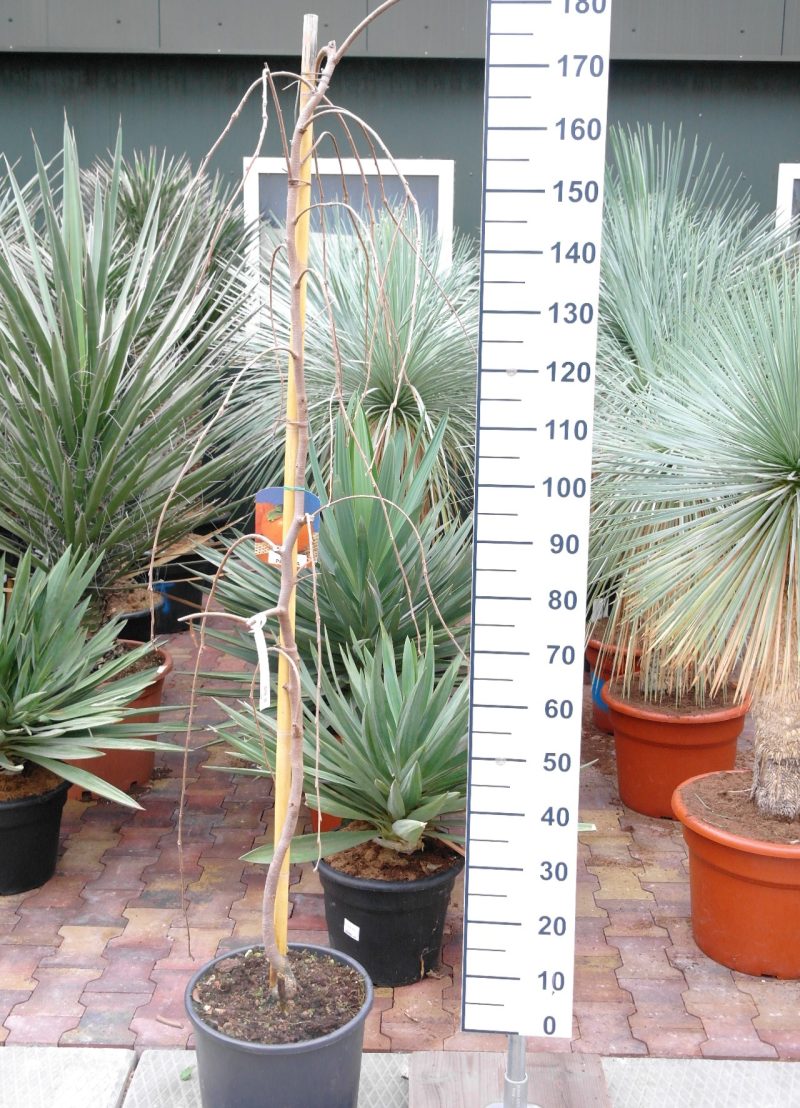 Diospyros Kaki 'Pendula' - Treurkaki