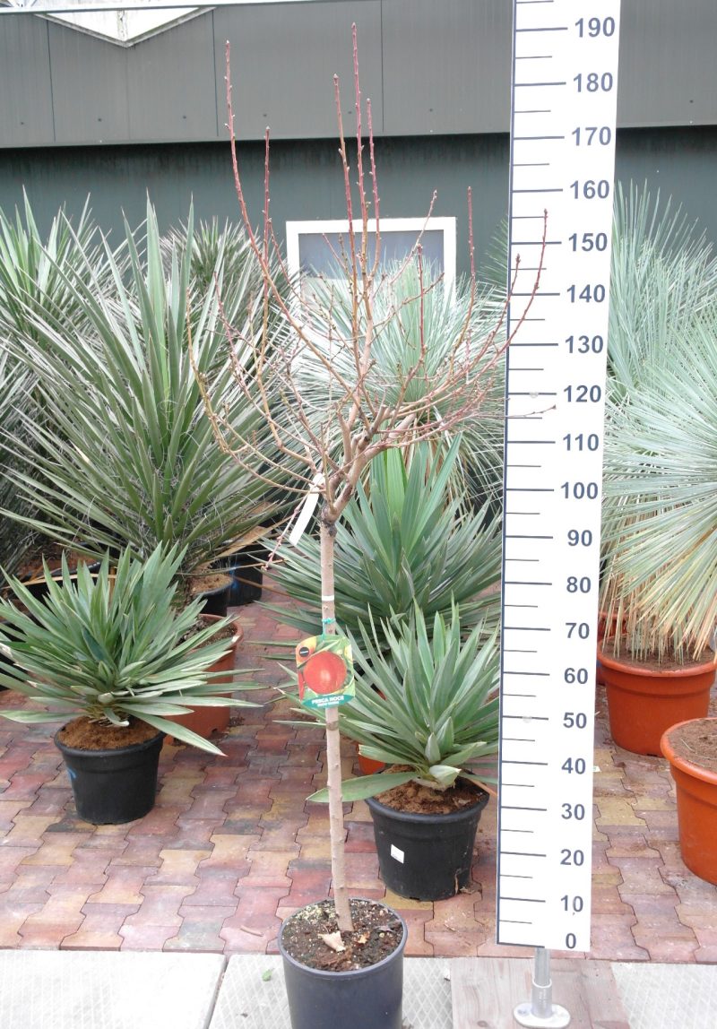 Prunus Nucipersica 'Snow Queen' - Nectarine - Afbeelding 2