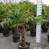 Kleine Trachycarpus Fortunei (Chinese Waaierpalm). Winterharde palmboom met stamhoogte van 60-70 cm.