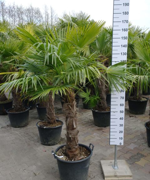 Kleine Trachycarpus Fortunei (Chinese Waaierpalm). Winterharde palmboom met stamhoogte van 60-70 cm.