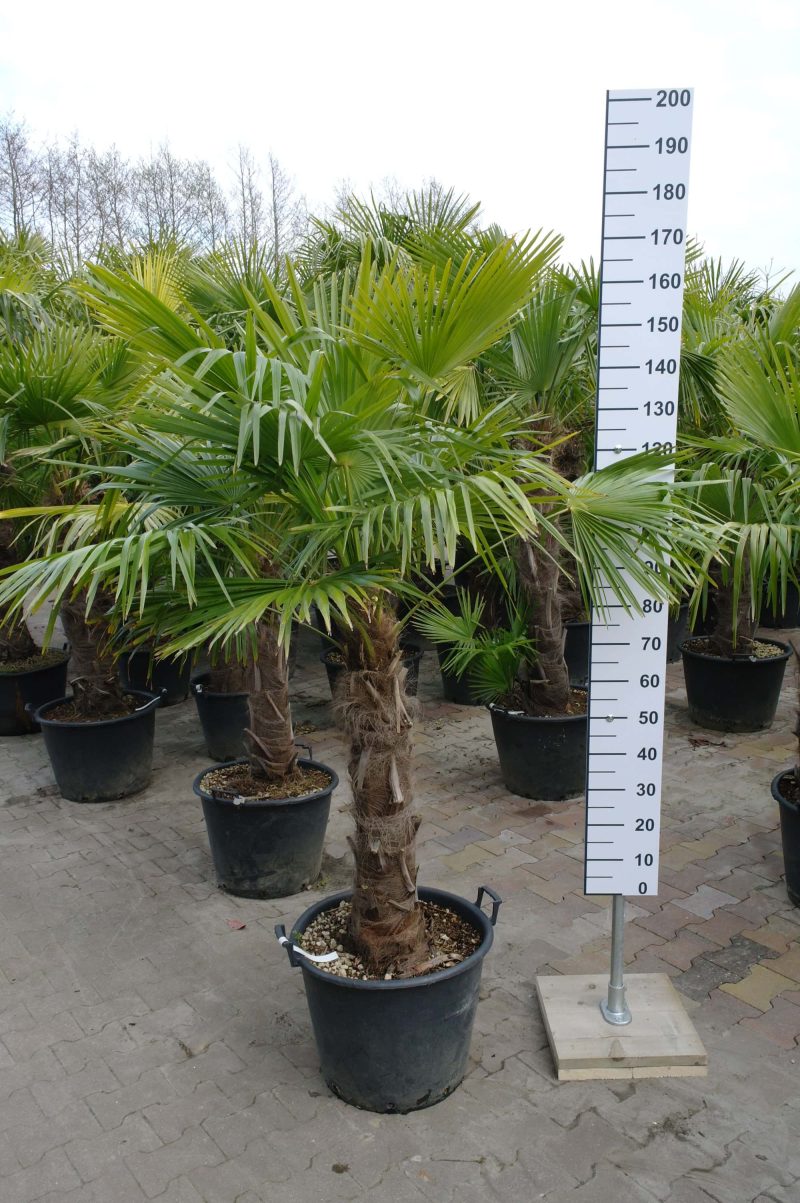 Kleine Trachycarpus Fortunei (Chinese Waaierpalm). Winterharde palmboom met stamhoogte van 60-70 cm.