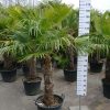 Middelgrote palmboom Trachycarpus Fortunei (Chinese Waaierpalm). Boom met stamhoogte van 70-80 cm.