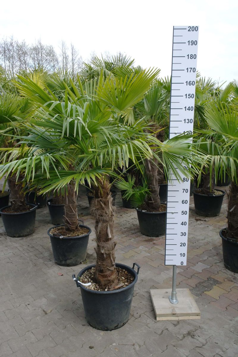 Middelgrote palmboom Trachycarpus Fortunei (Chinese Waaierpalm). Boom met stamhoogte van 70-80 cm.