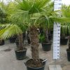 Middelgrote palmboom Trachycarpus Fortunei (Chinese Waaierpalm) met stamhoogte van 80-90 cm.