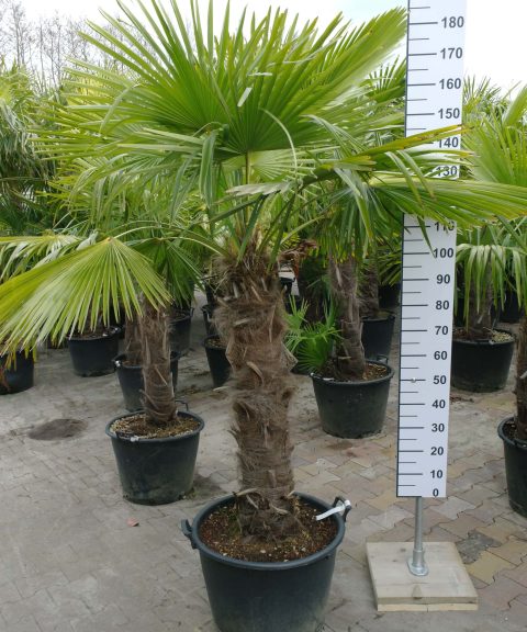 Middelgrote palmboom Trachycarpus Fortunei (Chinese Waaierpalm) met stamhoogte van 80-90 cm.