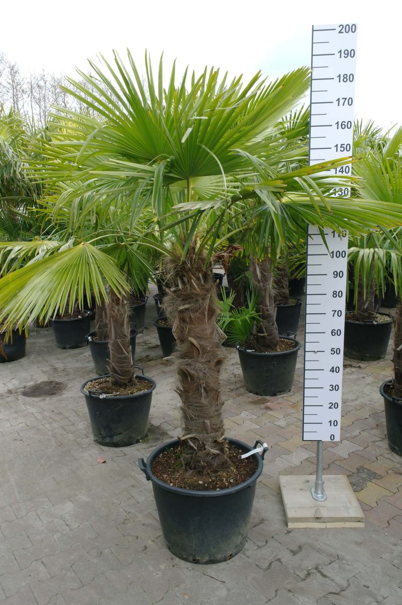 Middelgrote palmboom Trachycarpus Fortunei (Chinese Waaierpalm) met stamhoogte van 80-90 cm.