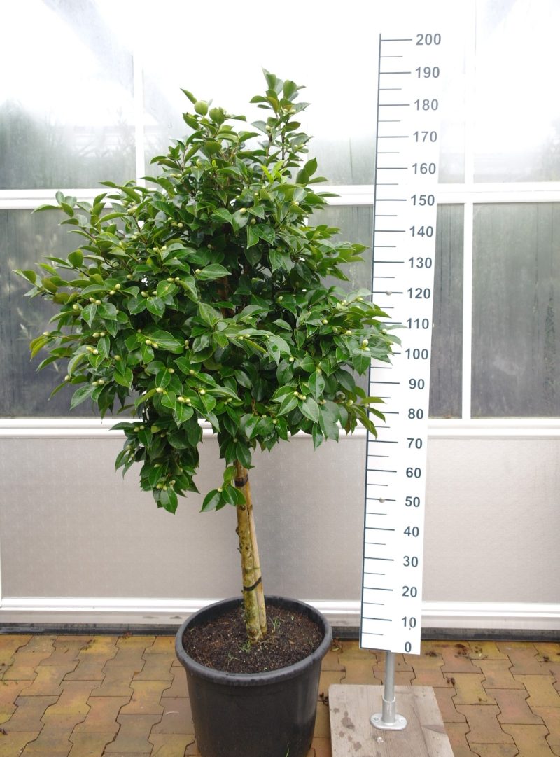 Camellia Japonica 'William Bartlett' - Camellia op stam