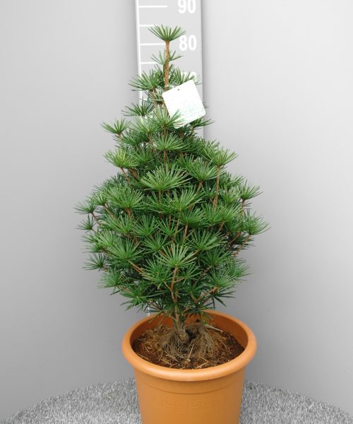 Sciadopitys Verticillata 'Beauty Green' - Kransspar