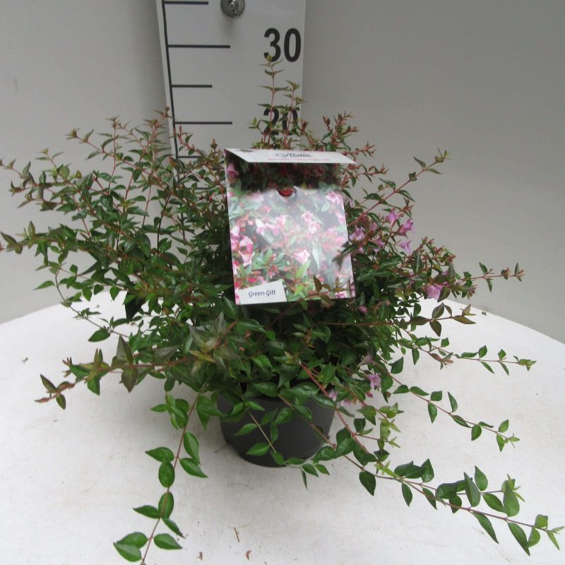 Abelia Grandiflora 'Edward Goucher'