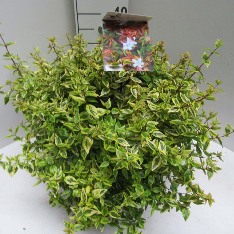 Abelia Grandiflora 'Kaleidoscope'