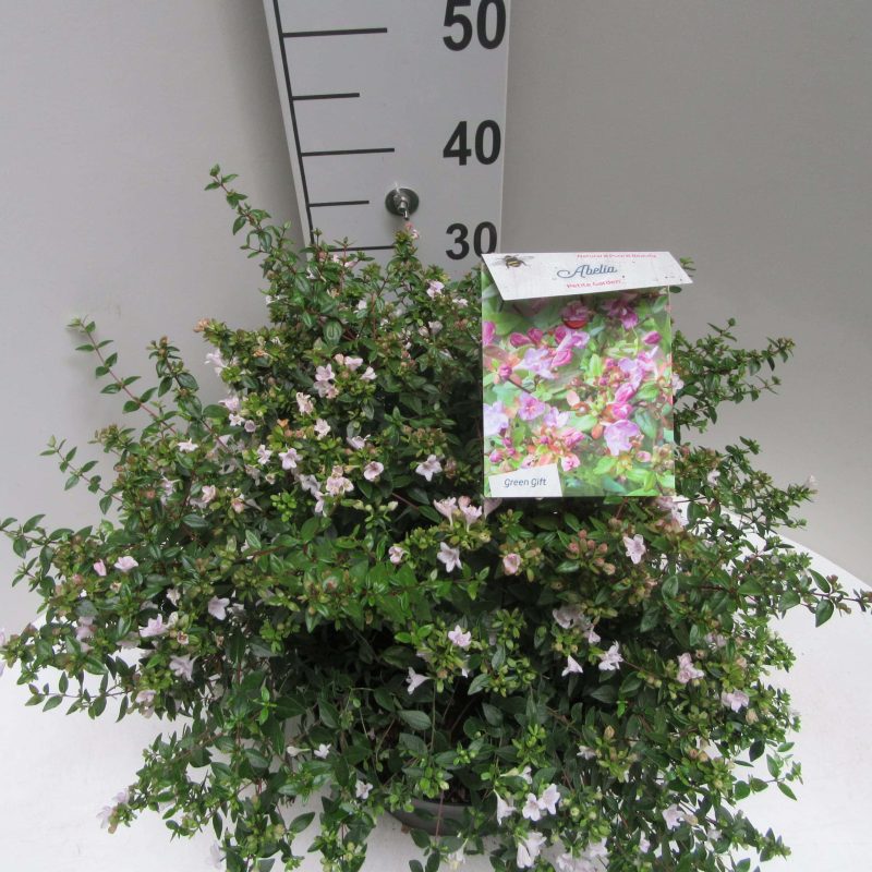 Abelia Grandiflora 'Petite Garden'