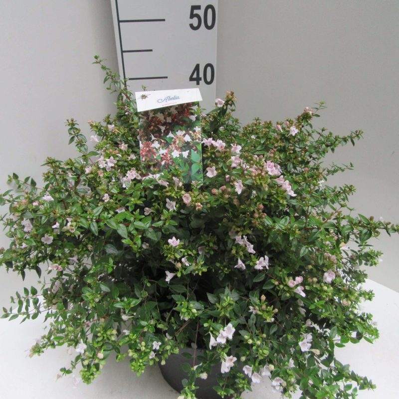 Abelia Grandiflora
