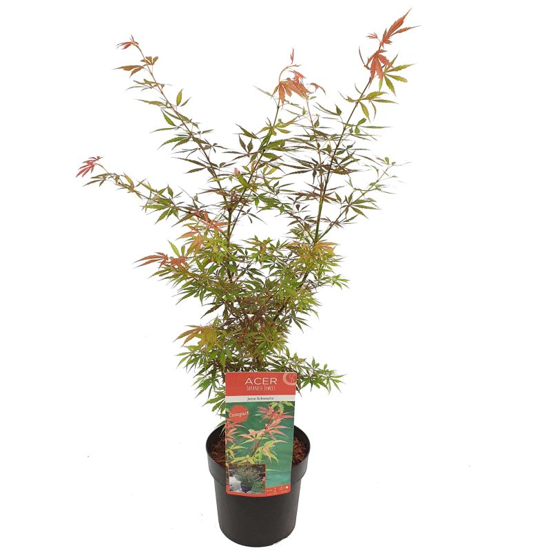 Acer Palmatum 'Jerre Schwartz'