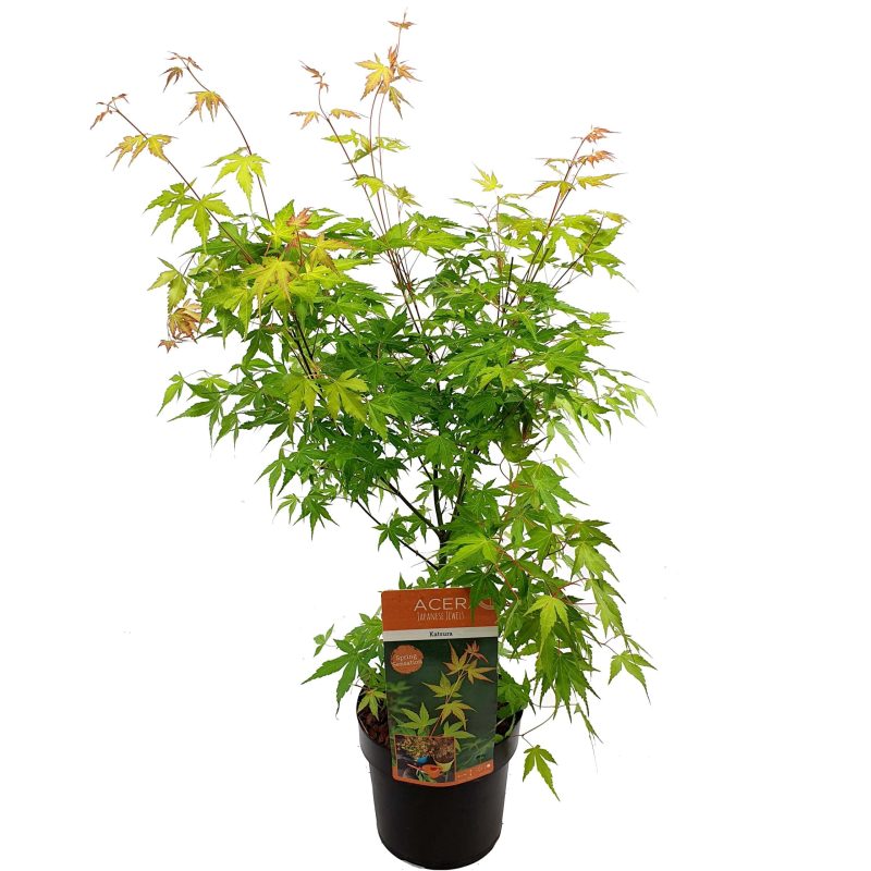 Acer Palmatum 'Katsura'