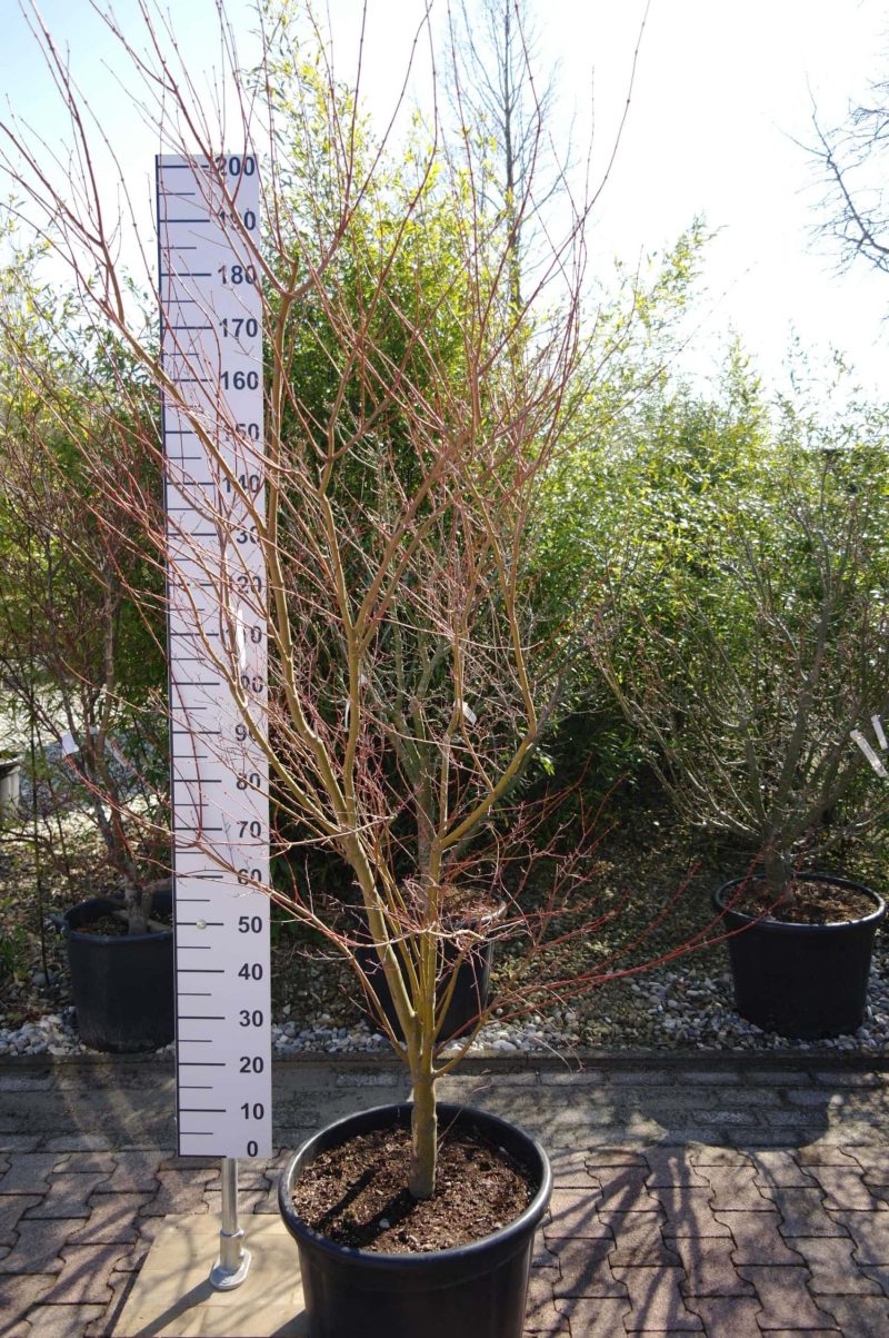Acer Palmatum 'Seiryu'