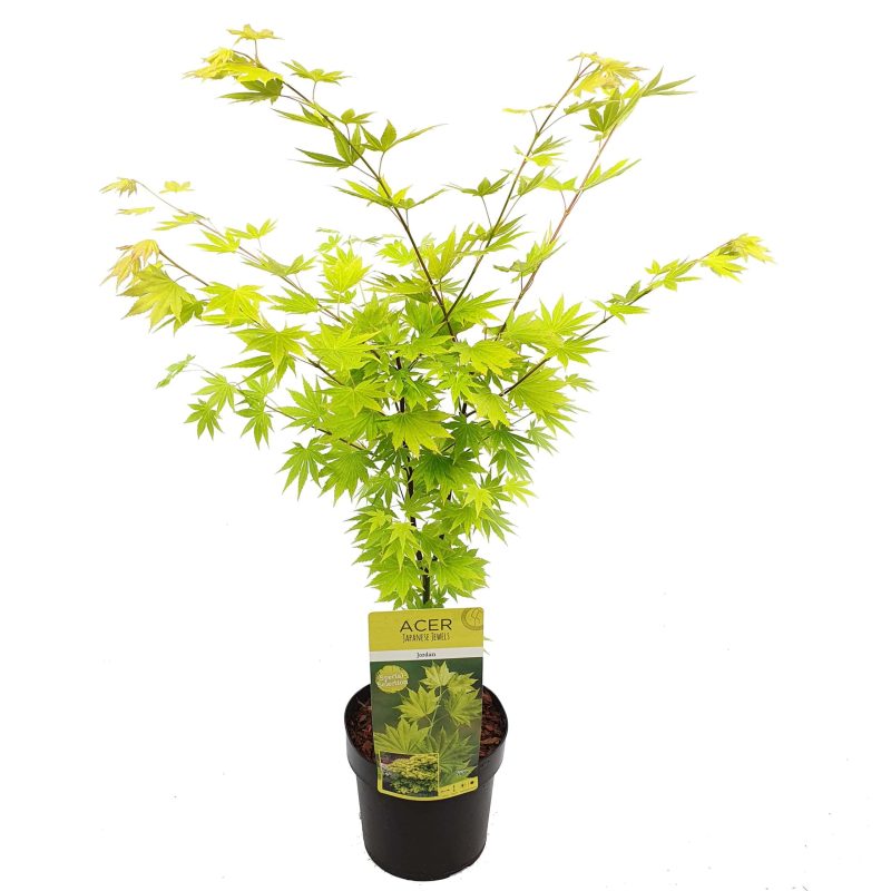 Acer shirasawanum 'Jordan'