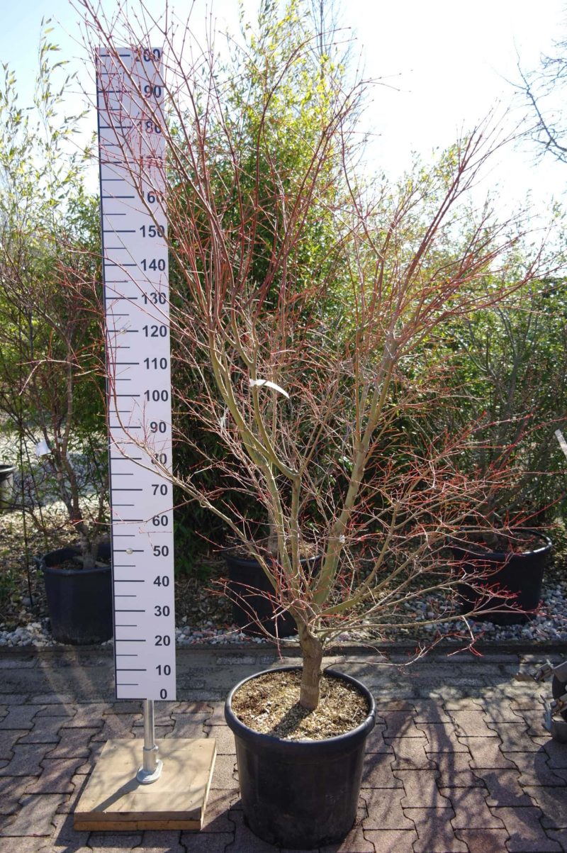 Acer 'Ueno Yama'