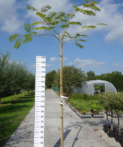Albizia Julibrissin