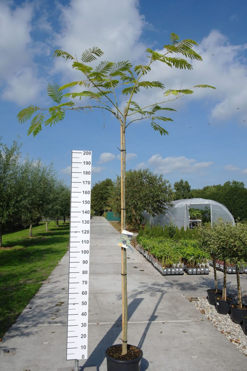 Albizia Julibrissin