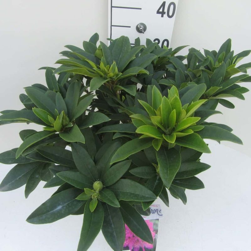 Rhododendron 'Anah Kruscke' paars