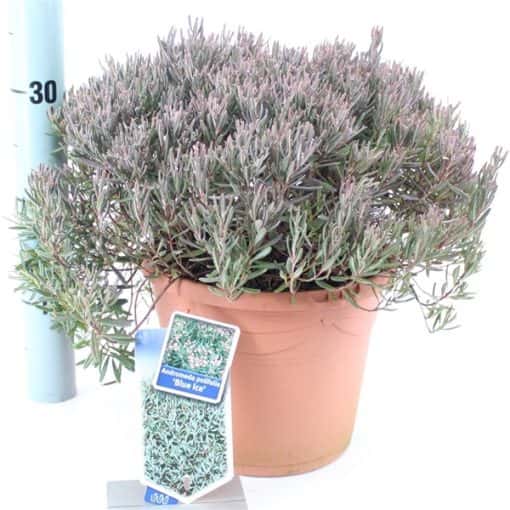 Andromeda Polifolia 'Blue Ice' - Afbeelding 2