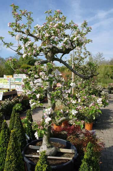 Een fruitboom kopen, bijvoorbeeld deze appelboom geeft je tuin meer diversiteit.
