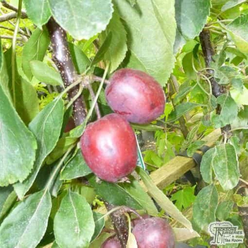 Malus 'Maypole'