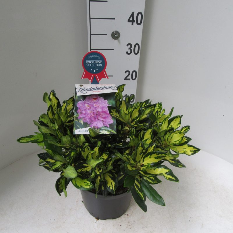Rhododendron 'Blattgold' paars