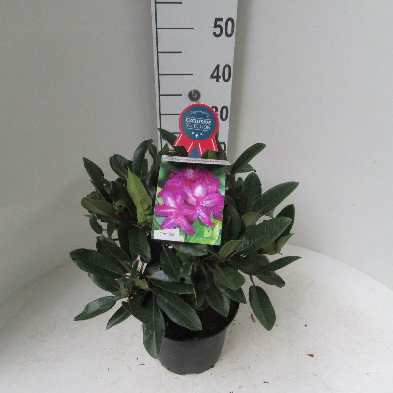 Rhododendron 'Blue Print' paars