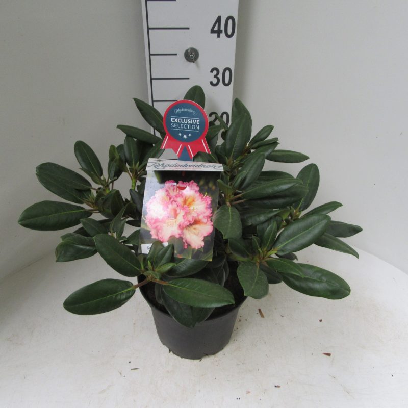Rhododendron 'Bohlkens Kronjuwel' roze-wit met geel hart