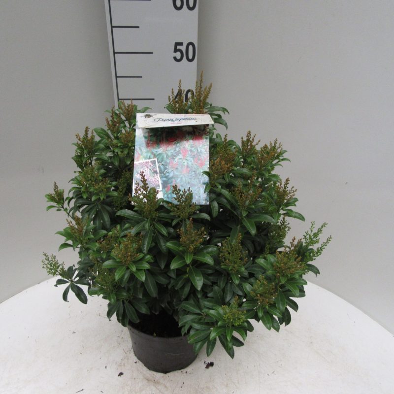 Pieris 'Bonfire'