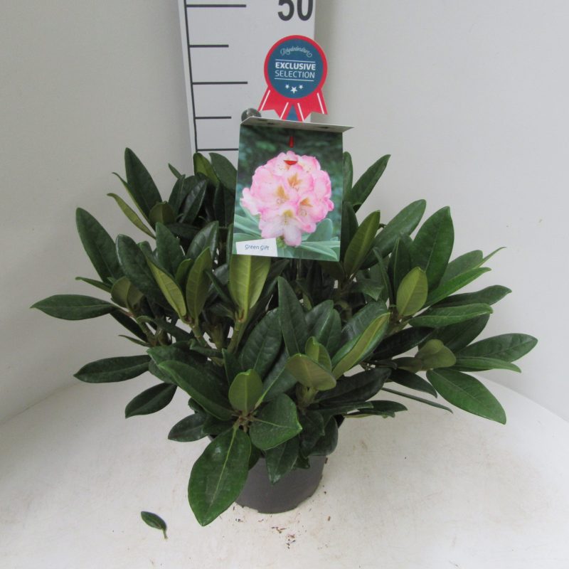 Rhododendron 'Brigitte' lichtroze met geel hart