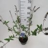 Buddleja davidii 'Empire Blue'