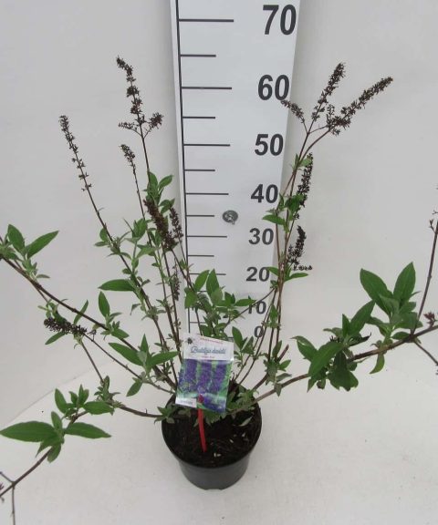 Buddleja davidii 'Empire Blue'