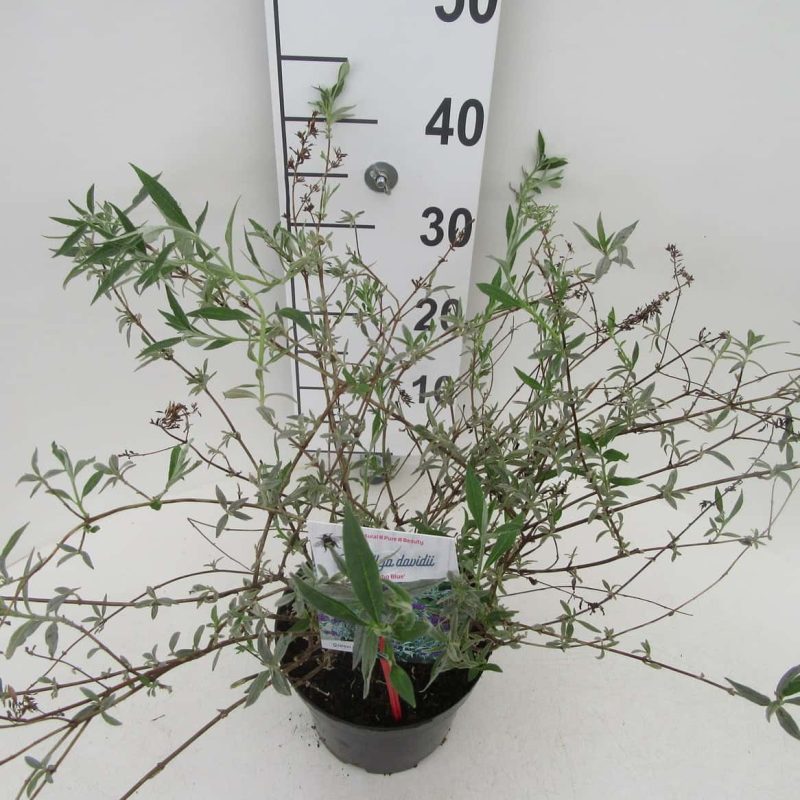 Buddleja davidii 'Nanho Blue'