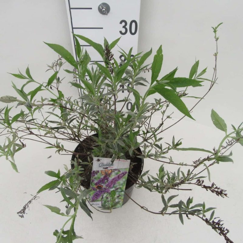 Buddleja davidii 'Nanho Purple'
