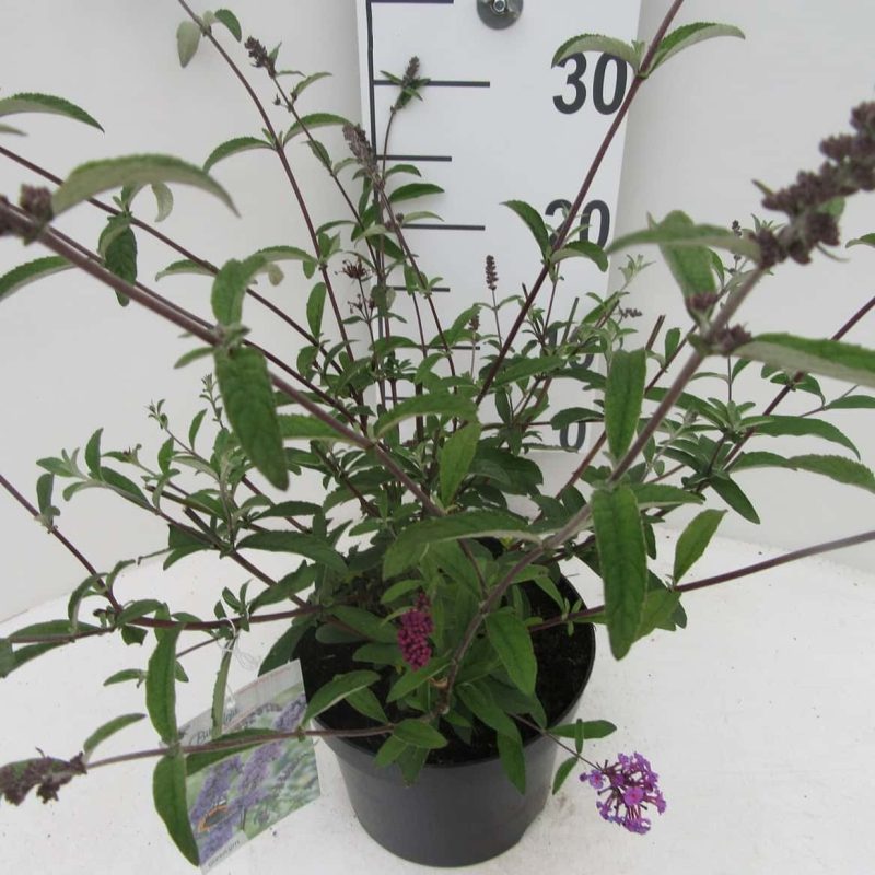 Buddleja davidii 'Border Beauty'