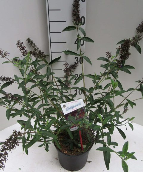 Buddleja davidii 'Royal Red'