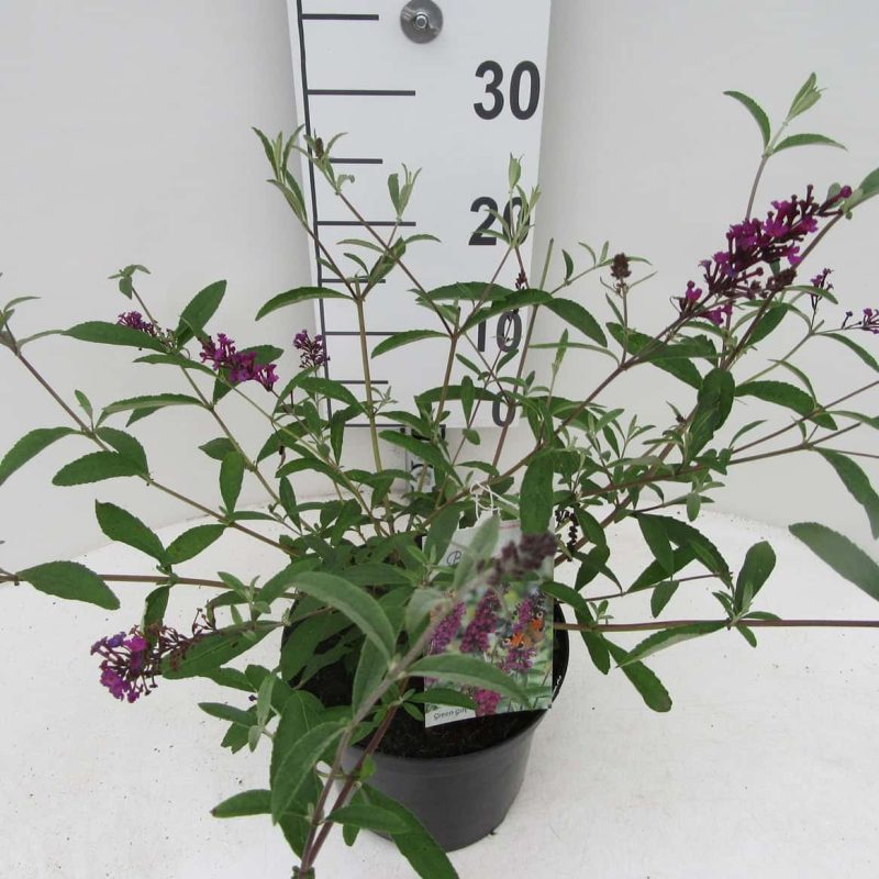 Buddleja davidii 'Royal Red' - Afbeelding 2