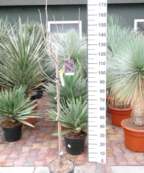 Morus 'Giant Fruit'- witte Moerbei