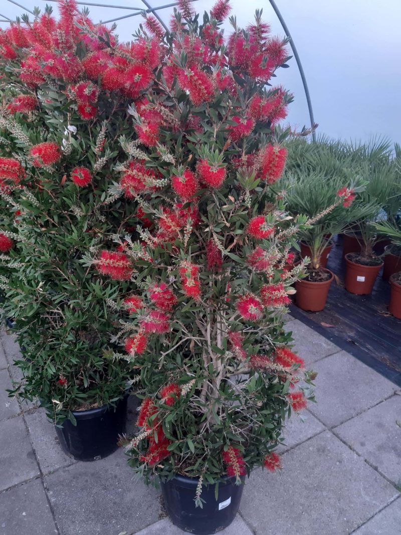 Callistemon Citrinus Splendens - Afbeelding 3