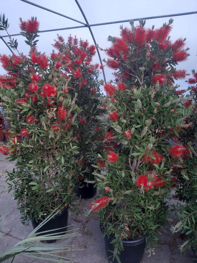 Callistemon Citrinus Splendens - Afbeelding 2